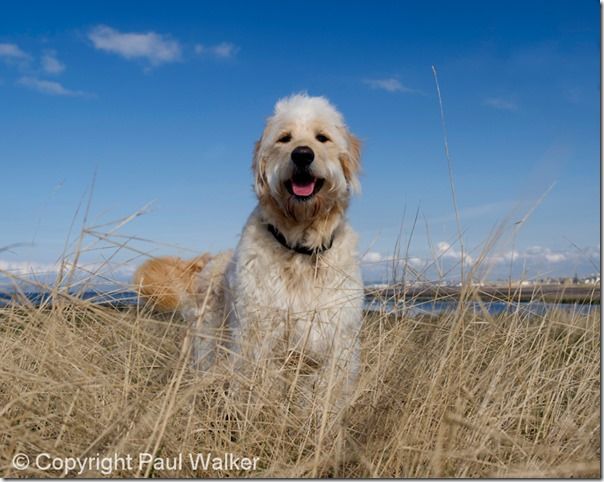 children, pet, photography, portraits, portrait, props, Play, How to Photograph Children, How to Photograph Pets, dogs, kids, girls, boys, umbrella, cats, babies, 