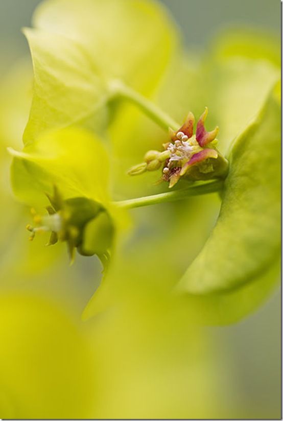 Euphorbia macro detail