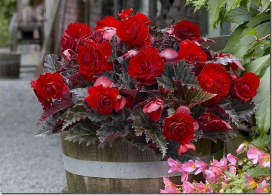 Tub of double begonias