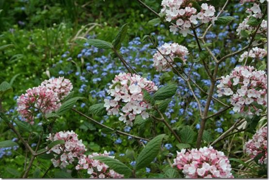 Viburnum carlesii 'Diana'