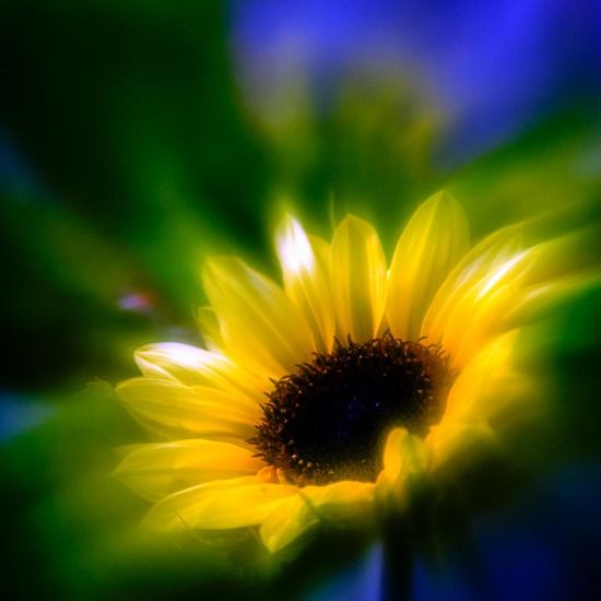  Sonnenblume (Weicher Filter) _X4C6120