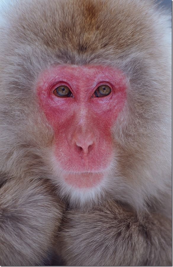 Snow monkey Japanese macaque, Autofocus, AF, AF modes, AF point, AF-S, AF-C, Servo, Back button focussing, 