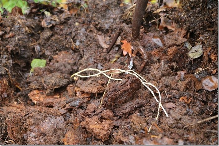 5 Perennial weed roots