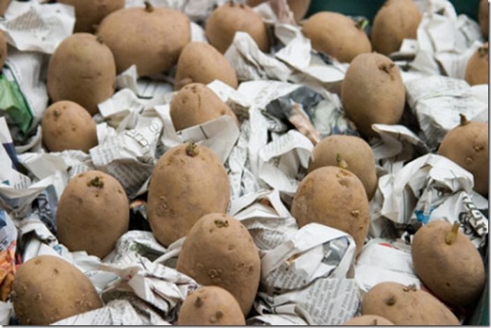 4 Seed Potatoes in trays