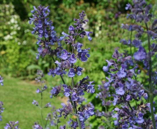 6 Nepeta 'sechs Hügel Riese' (1280x1050)