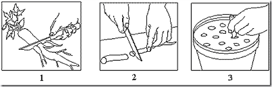 Hardwood cuttings, leaf bud cuttings, Leaf cuttings, Pipings, Propagation, Root Cuttings, Semi Ripe Cuttings, Softwood cuttings, taking cuttings, vegetative propagation, eye cuttings, grape vine, 