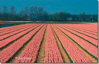 hyacinth field - telephoto