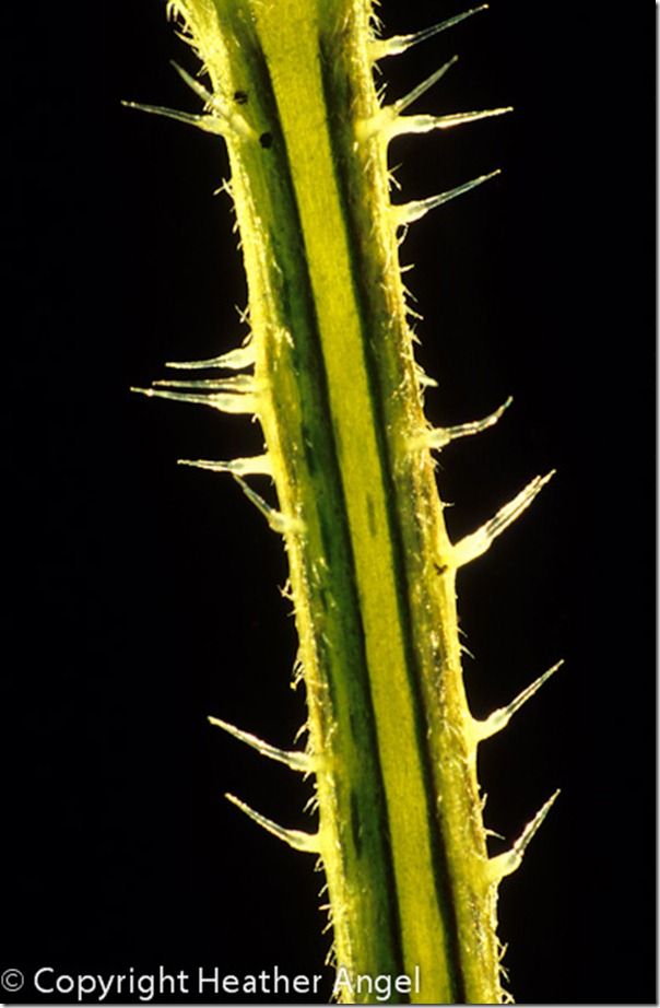 Stinging nettle hairs