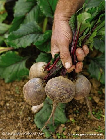 Beetroot Harvest