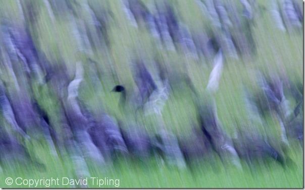 Brent Geese Branta bernicla  Cley Norfolk winter, Focus, Focusing errors, Focusing, Bird, Movement, Panning, Lomg exposure, prefocus, Photography, Low Light, single point AF, continuous, AI servo, AF for tracking, pre-focus, David Tipling, Online course, 