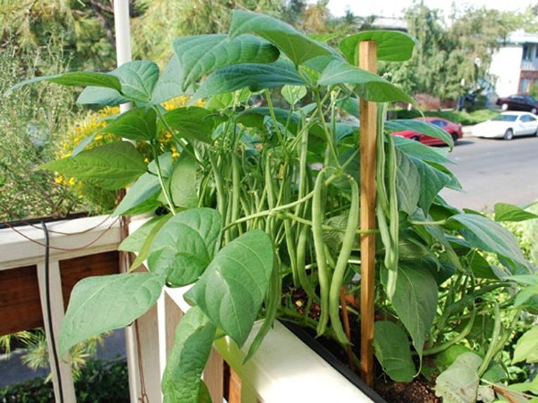 Container Gardening How To Grow Beans In Pots Gardening Learning With Experts