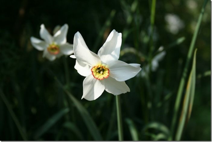 3 Narcissus poeticus