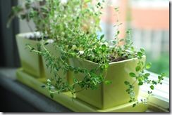 Windowsill thyme 