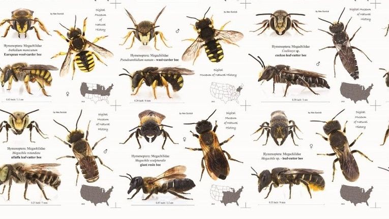 Honey Bee Identification, Habits & Behavior