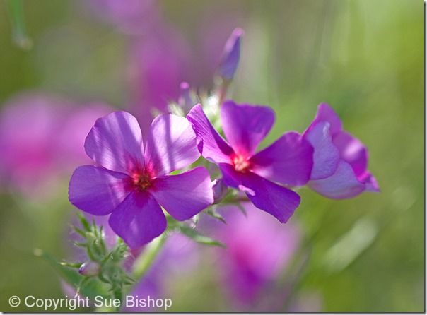 In this image I hadn't noticed the shaddows of grass falling on the petals and spoiling the shot