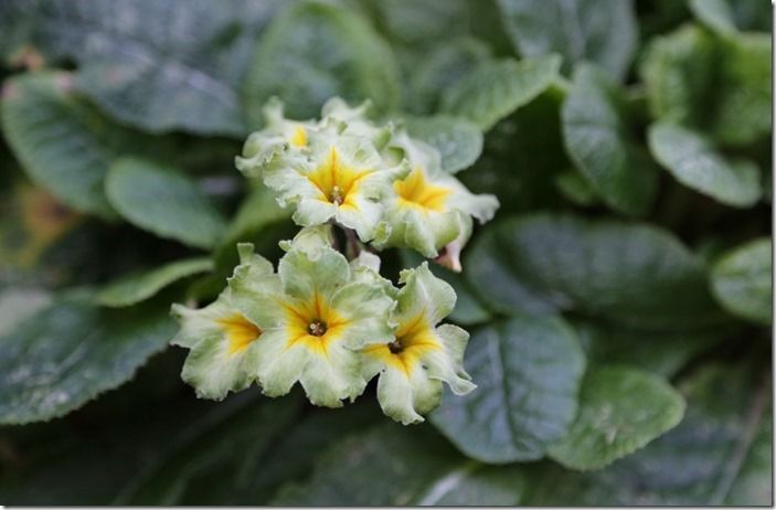 9 Primula 'Francisca' (1024x671)