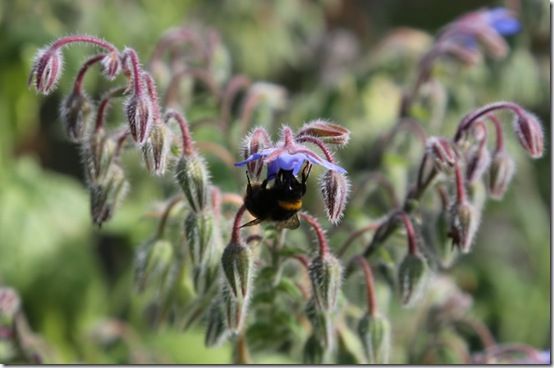 Borage