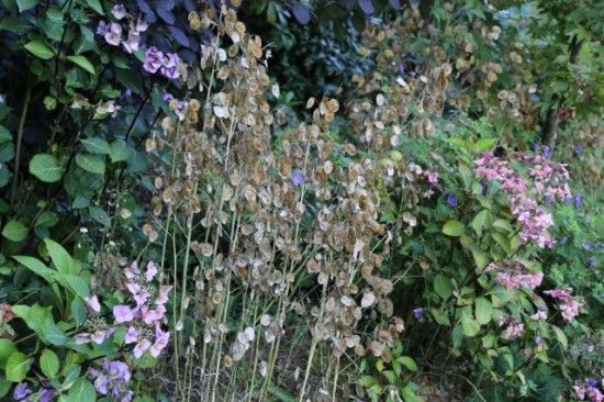 5 Lunaria seedheads (640x427)