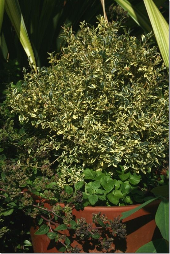 Buxus sempervirens 'Elegantissima' in pot