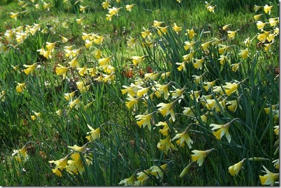 6 Narcissus pseudonarcissus