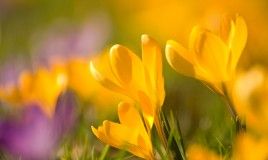 8 backlit crocuses