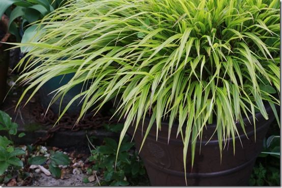 Hakenochloa macra 'Aurea'