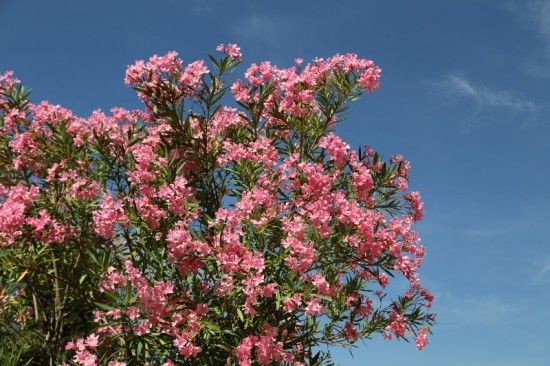 2 Nerium oleander (800x533)