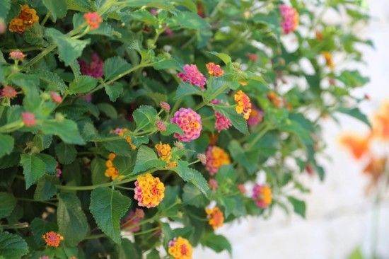 8 Lantana camara (800x533)