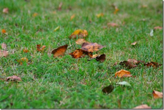 airating a lawn, airation, Autumn, Autumn Lawn Care, carbaryl, Corticium, Dollar spot, Fall lawn care, firtilizer, Fusarium, grass seed, Imidacloprid, lawn Pests and diseases, Leatherjackets, leaves, Mowing, re-seed, Spiking the lawn, Toadstools, trifloxystrobin