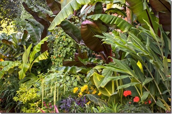 Red bananas cannas and ginger lilies 