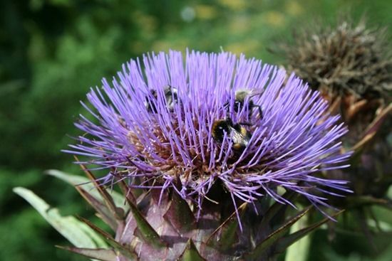 4 Cynara cardunculus with bees (1024x683)