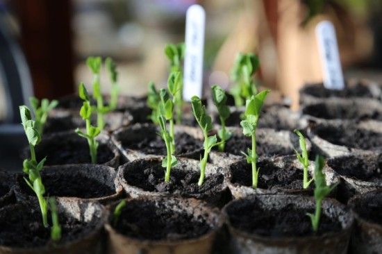 9 Mange tout peas