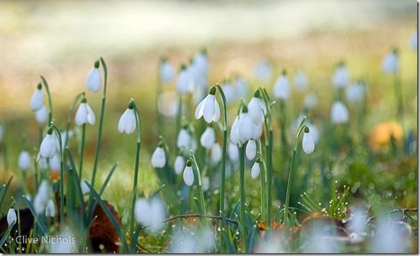 Snowdrops