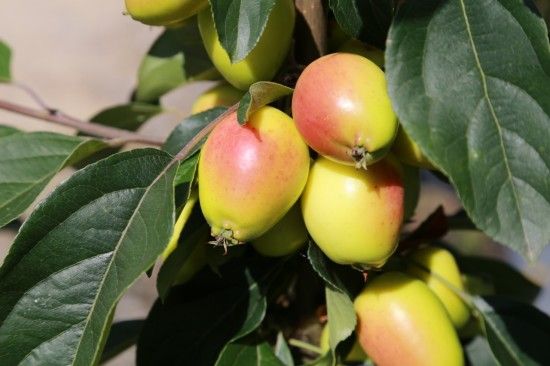 Malus 'John Downie'