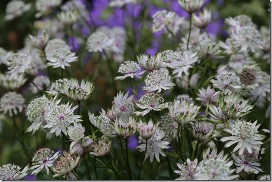 Astrantia major, 10 Great Perennials To Grow For Cutting