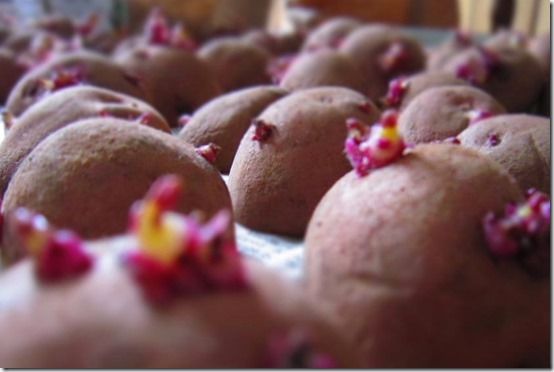 7 Chitting potatoes