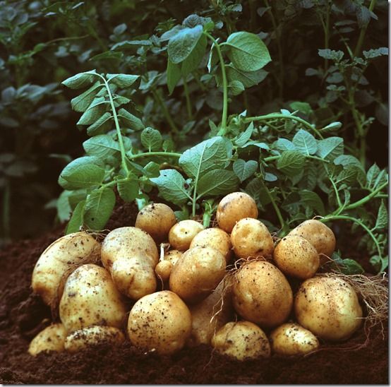 Potatoes:  How to Grow Them.