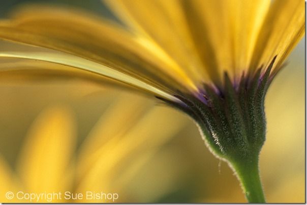 Flower, Flower Photography, Macro, Garden, Sunrise, sunset, angle, silhouette, frame, filling, portrait, McClamp, yellow osteospermum