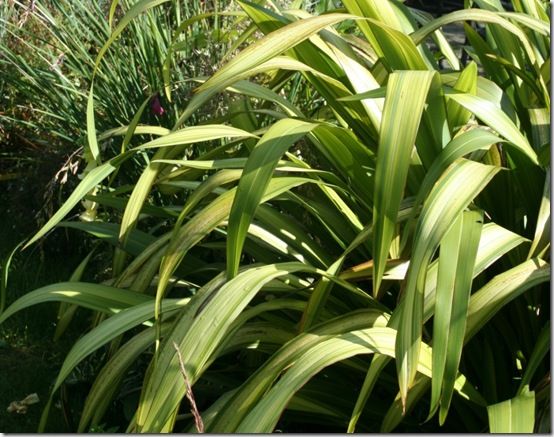 Phormium 'Yellow Wave'