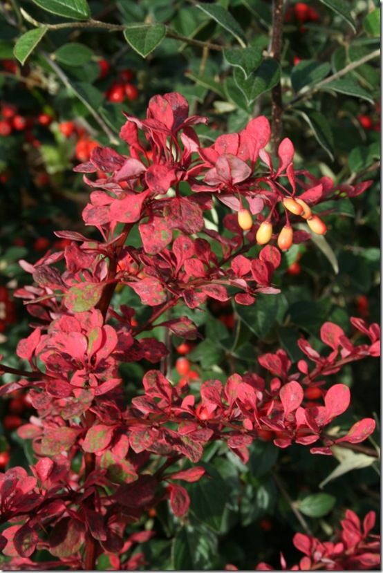 Berberis 'Starburst' 2