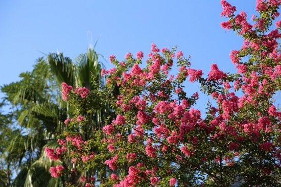 4 Lagerstoemia indica (800x533)