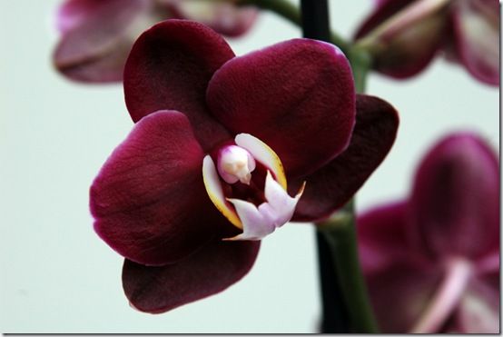 purple-red-phalaenopsis-orchid