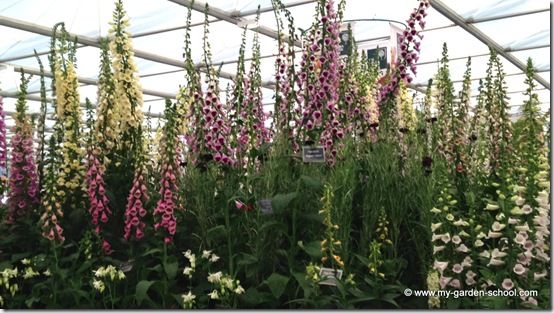 Foxgloves Great Pavillion Chelsea Flower Show 2014