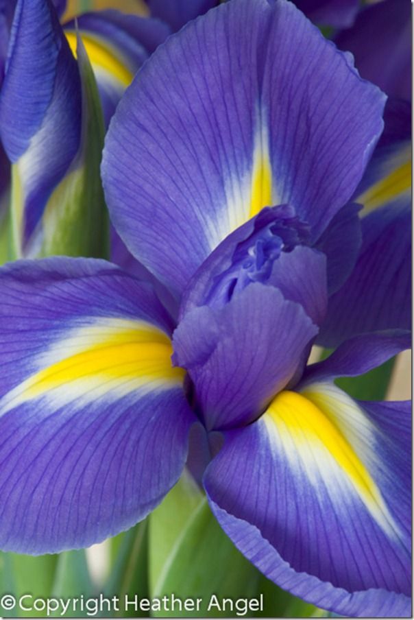 Dutch iris with yellow stripes on falls all in fcous f/22