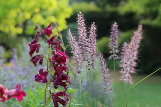 7 Pennisetum Karley Rose