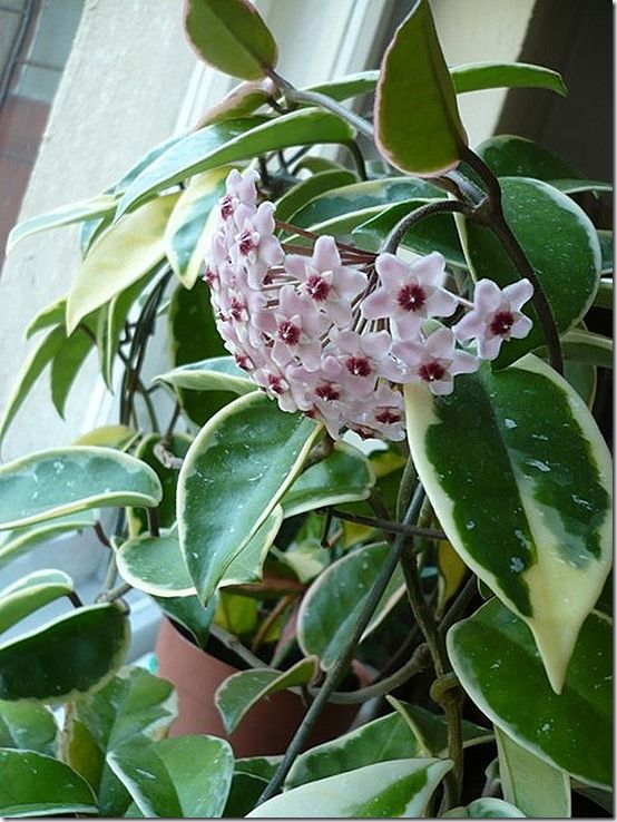 Hoya carnosa 'Variegata'