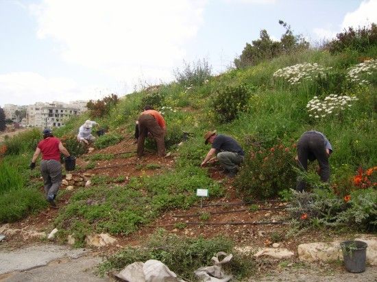 Weeding Jerusalem botanic Garden's South African Section