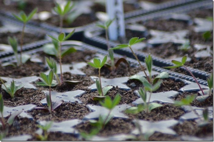 4 Young lupin seedlings