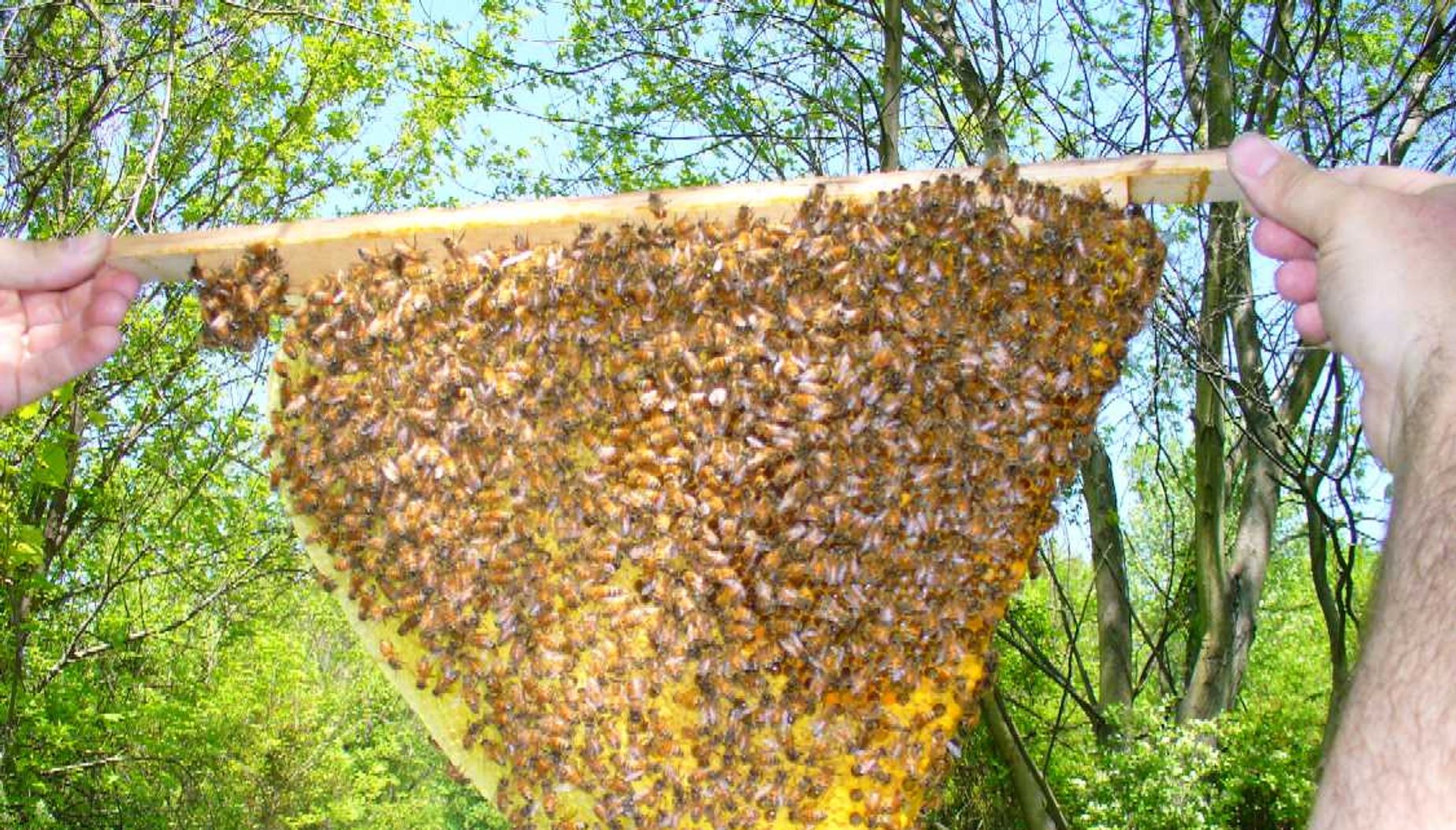 natural honey bee hives