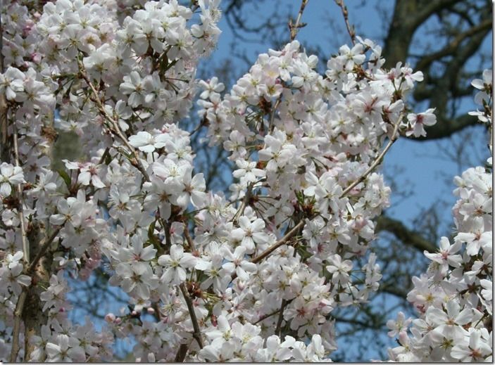 5. Prunus 'Pandora' (1024x754)